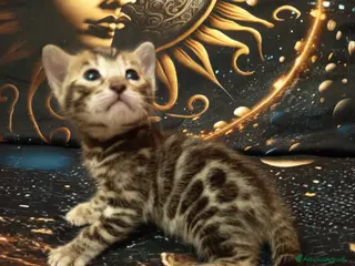 Bengala gatti meravigliosi feminucce Bengala - Annuncio 1