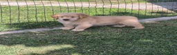 Golden Retriever cani in vendita: Cucciolo maschio Golden retriever pedigree ENCI  - Annuncio 9