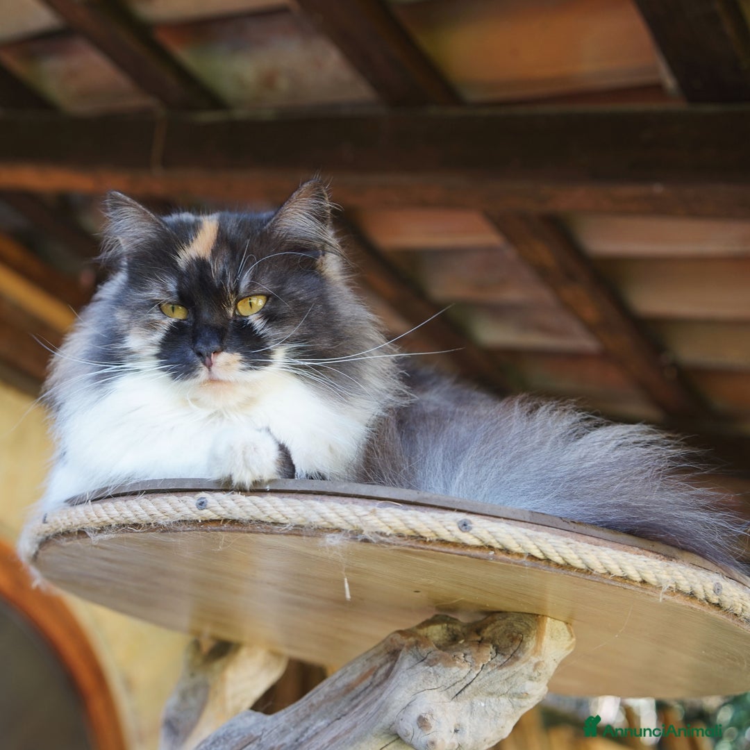 Immagine della galleria {{count}}