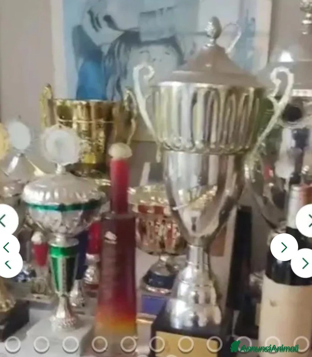 Pastore Tedesco cani in vendita: splendidi cuccioli pastore tedesco  - Annuncio 26