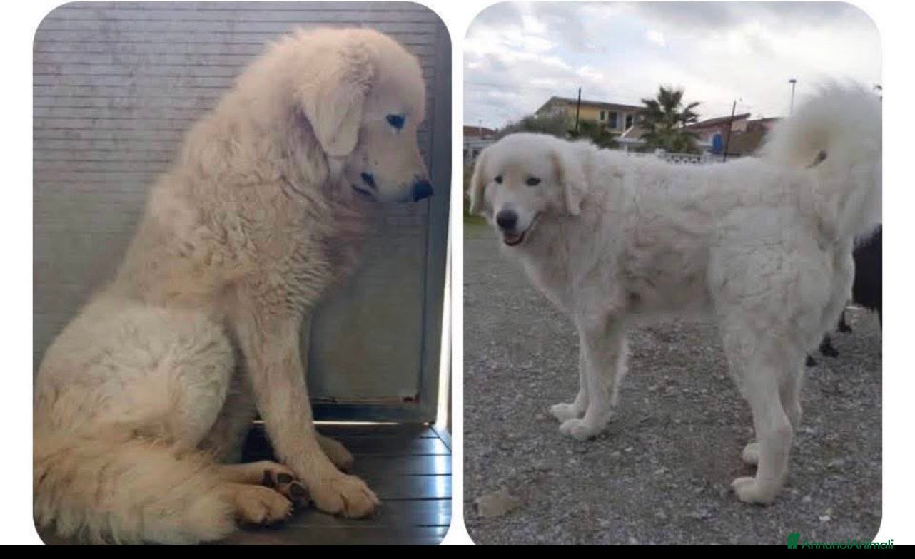 Pastore Abbruzzese Maremmano cani Muffin maestoso è stupendo maremmano - Annuncio 3