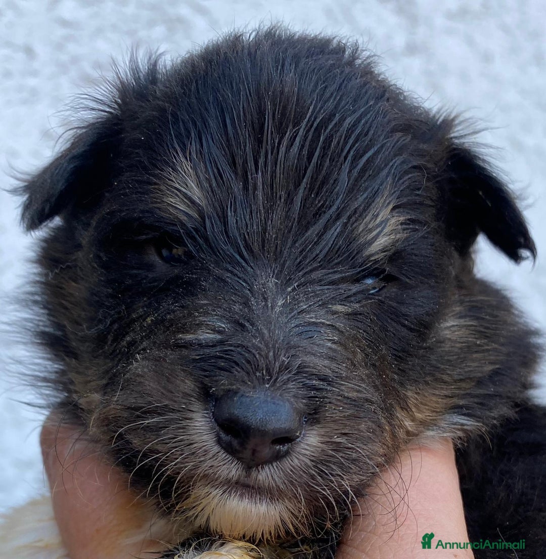 Shetland Sheepdog cani in vendita: Shetland sheepdog litter. J - Annuncio 5