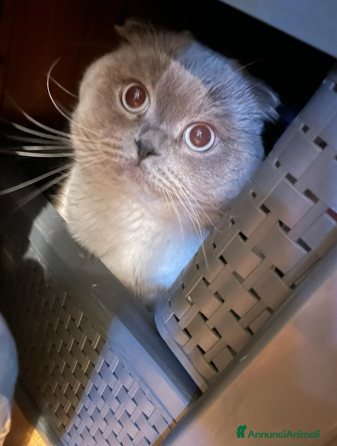 Scottish gatti per accoppiamento: Cerco gatta scottish strainght/british  a Provincia di Lecco - Annuncio 2