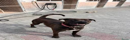 Meticcio cani in regalo: NIGEL BELLISSIMO PIT - Annuncio 6