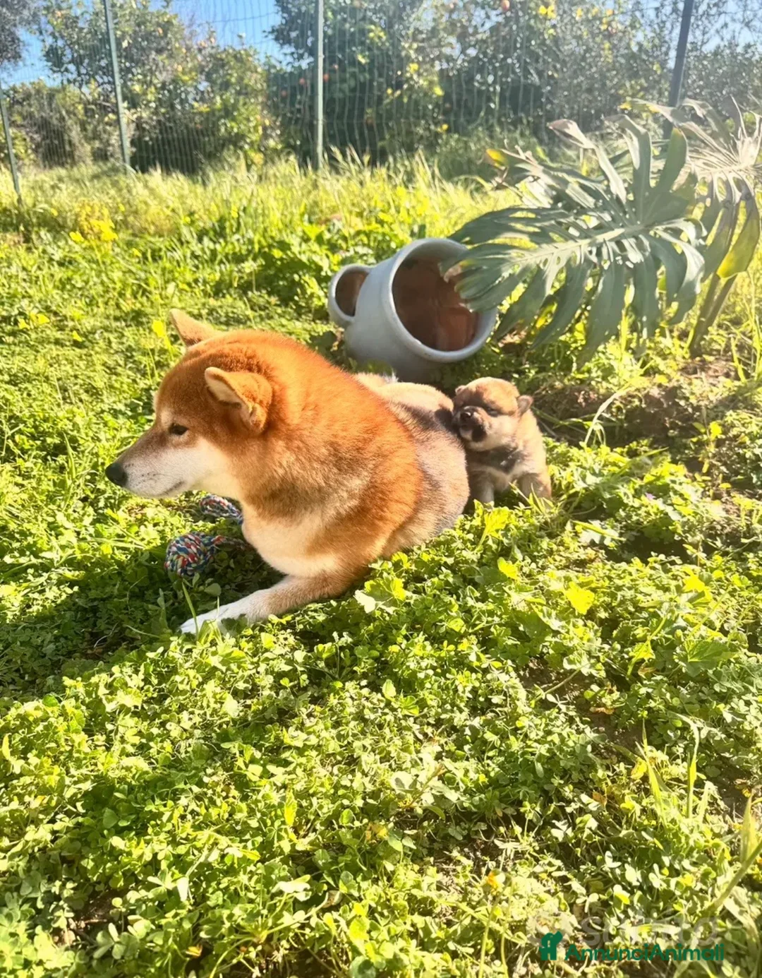 Shiba Inu cani in vendita: Shiba inu con pedigree  - Annuncio 2
