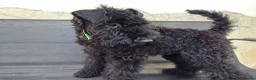 Kerry Blue Terrier cani in vendita: Kerry Blue Terrier a Città Metropolitana di Napoli - Annuncio 2