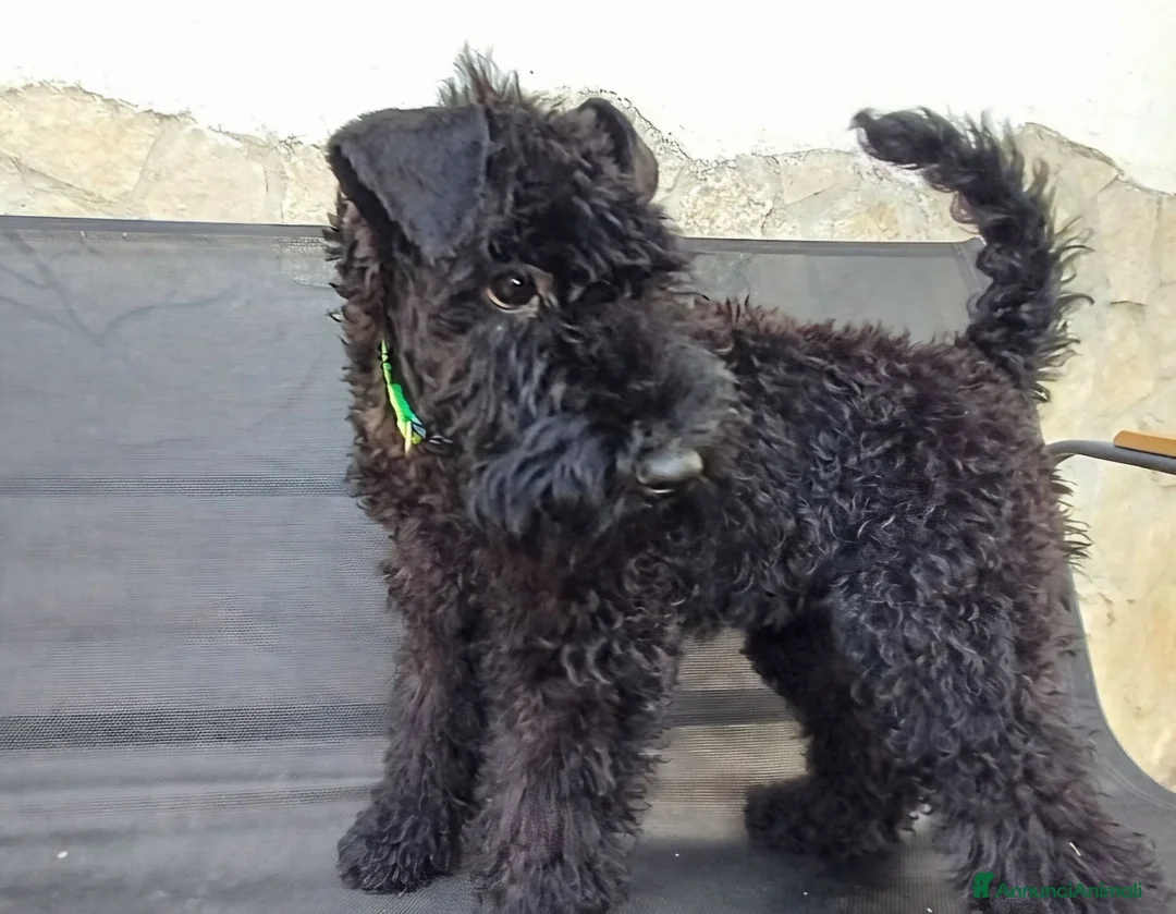 Kerry Blue Terrier cani in vendita: Kerry Blue Terrier a Città Metropolitana di Napoli - Annuncio 2