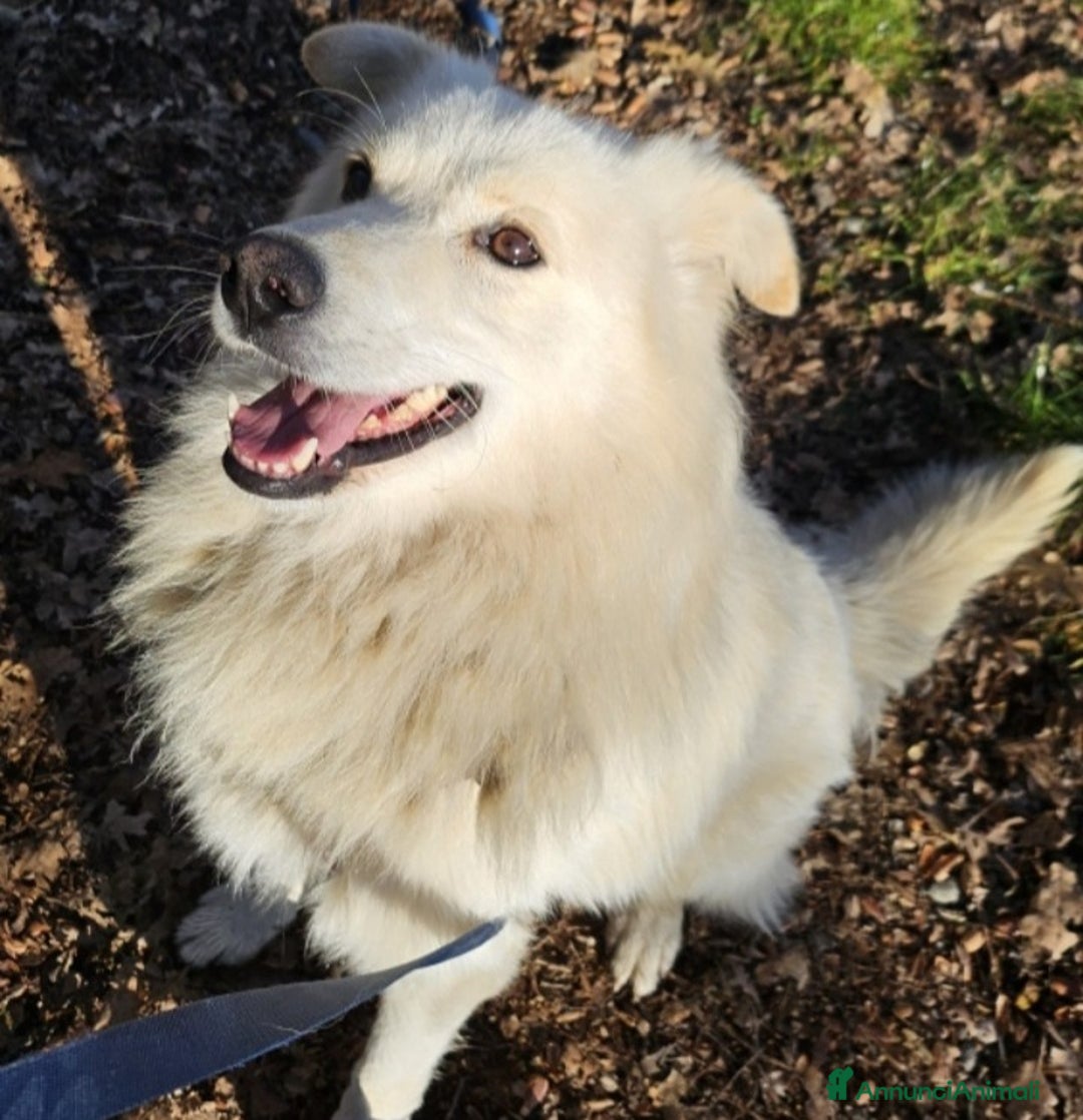 Meticcio cani in regalo: Bubu 4anni dalla catena al canile NOVARA SOS CASA - Annuncio 9