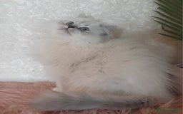 British gatti in vendita: Cucciolo British longhair  a Città metropolitana di Milano - Immagine 3