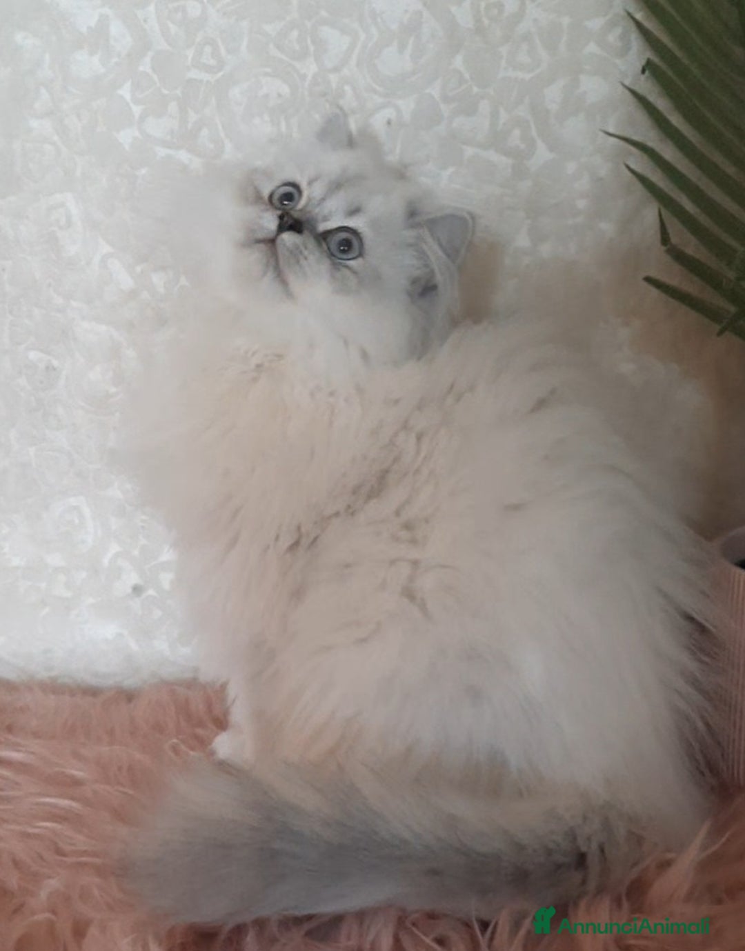 British gatti in vendita: Cucciolo British longhair  a Città metropolitana di Milano - Immagine 3