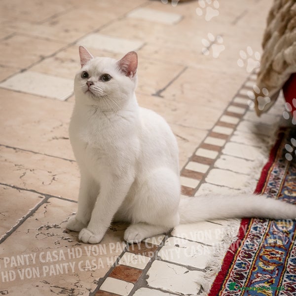 British gatti in vendita: Cuccioli British Shorthair  - Annuncio 3