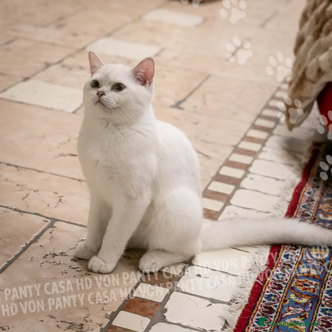British gatti in vendita: Cuccioli British Shorthair  - Annuncio 1