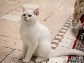 British gatti in vendita: Cuccioli British Shorthair - Annuncio 3