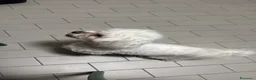 Maltese cani in vendita: Maltese 2 anni  a Provincia di Cremona - Annuncio 2