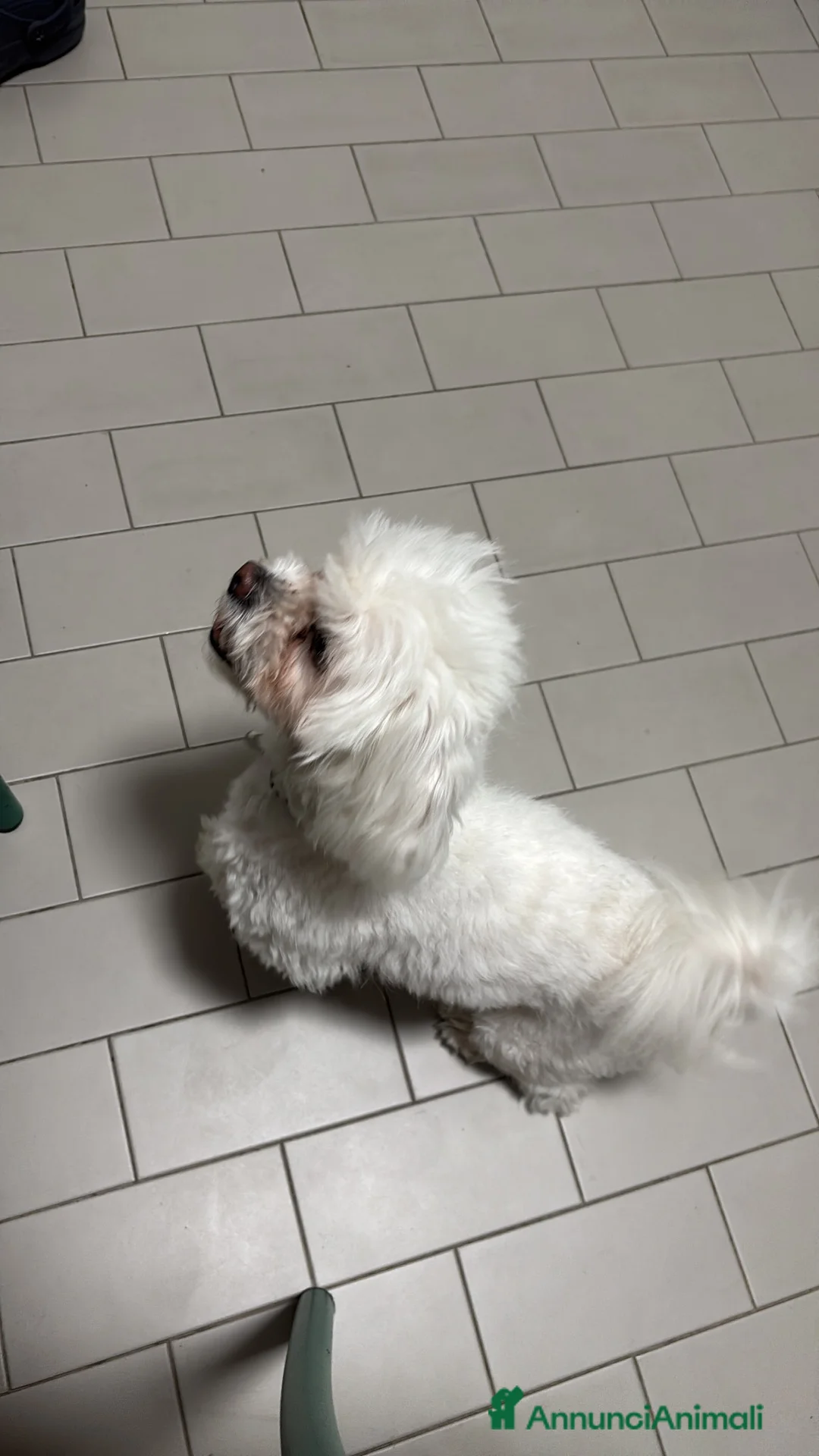Maltese cani in vendita: Maltese 2 anni  a Provincia di Cremona - Annuncio 2