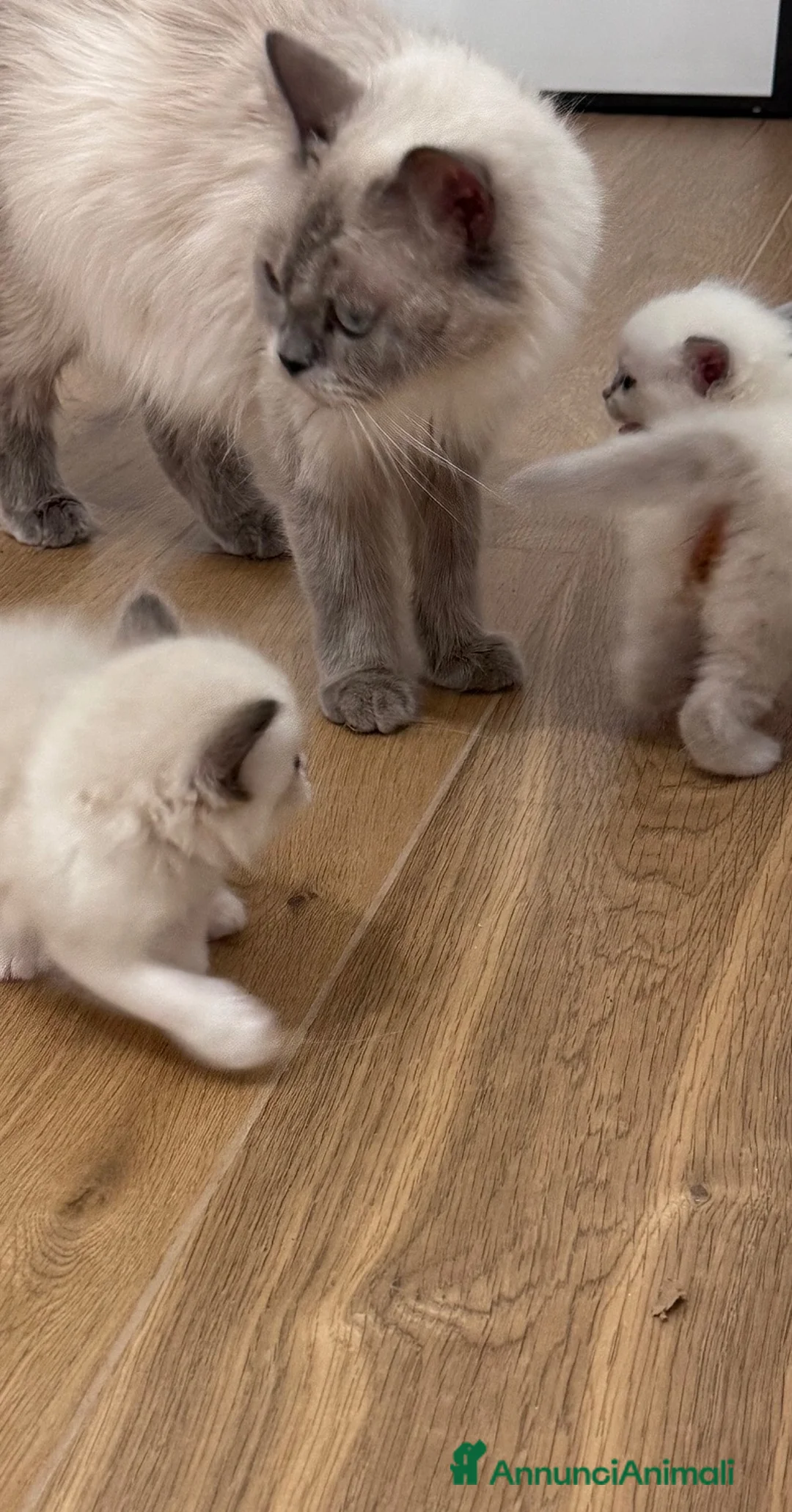 Ragdoll gatti in vendita: Ragdoll - Annuncio 2
