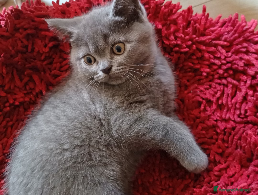 Scottish gatti in vendita: Scottish Stright - Annuncio 4