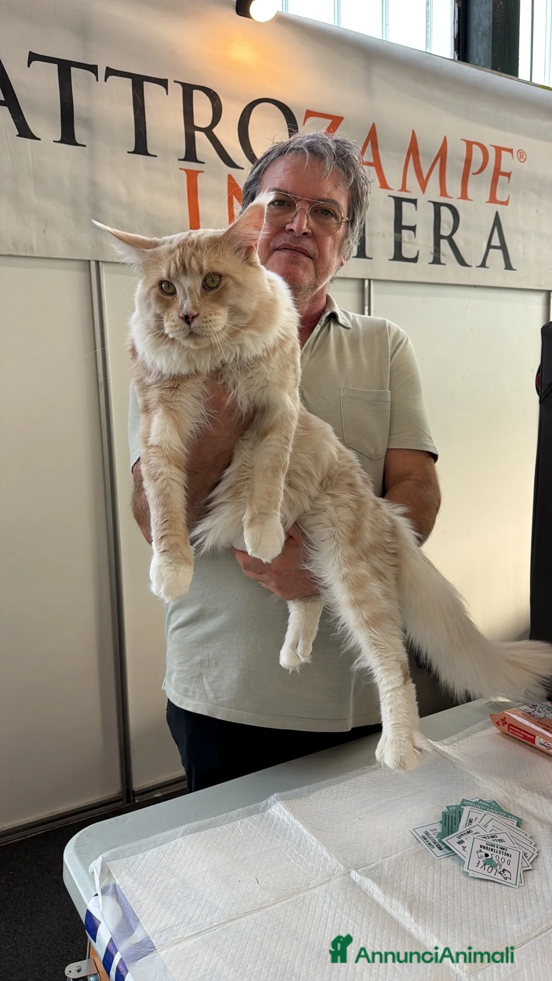 Maine Coon gatti in vendita: Maine Coon splendide femmine  - Annuncio 2