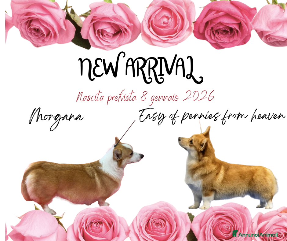 Corgi Pembroke cani Corgi Pembroke - Annuncio 1