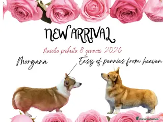 Corgi Pembroke cani Corgi Pembroke - Annuncio 1