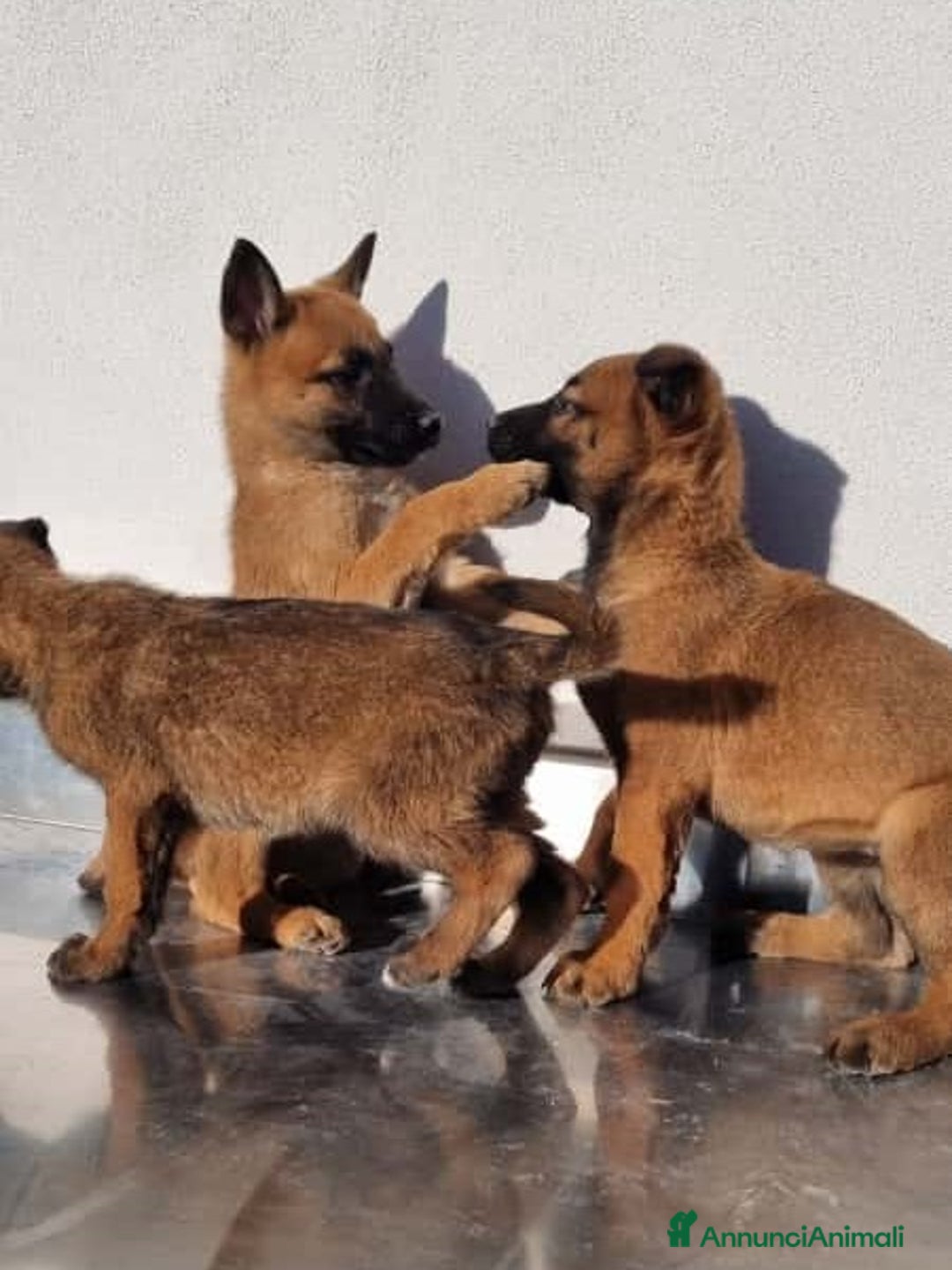Pastore Belga cani in vendita: Cuccioli Pastore Belga Malinois in Puglia Foggia  - Annuncio 5