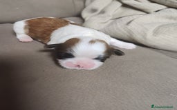 Shih Tzu cani in vendita: Cuccioli di shitzu a Provincia di Cuneo - Immagine 12
