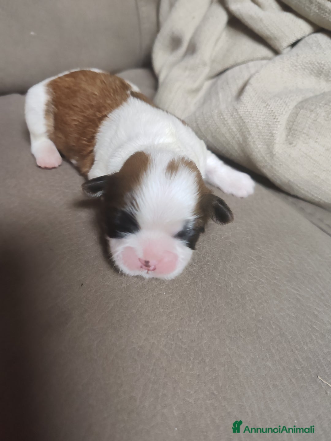 Shih Tzu cani in vendita: Cuccioli di shitzu a Provincia di Cuneo - Immagine 12