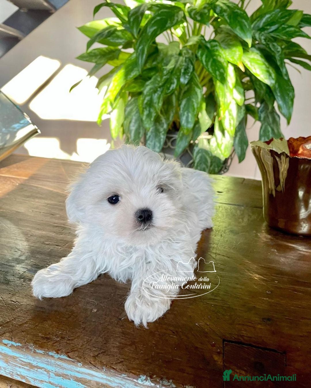 Maltese cani MALTESI MINI CON PEDIGREE ENCI - Annuncio 2