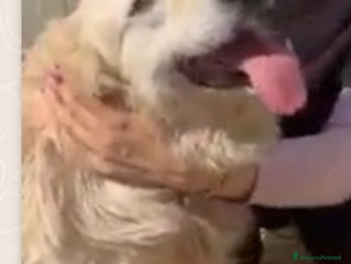 Meticcio cani Mix Golden senza orecchie nessuno lo vuole!CALABRI a Città Metropolitana di Milano - Annuncio 42