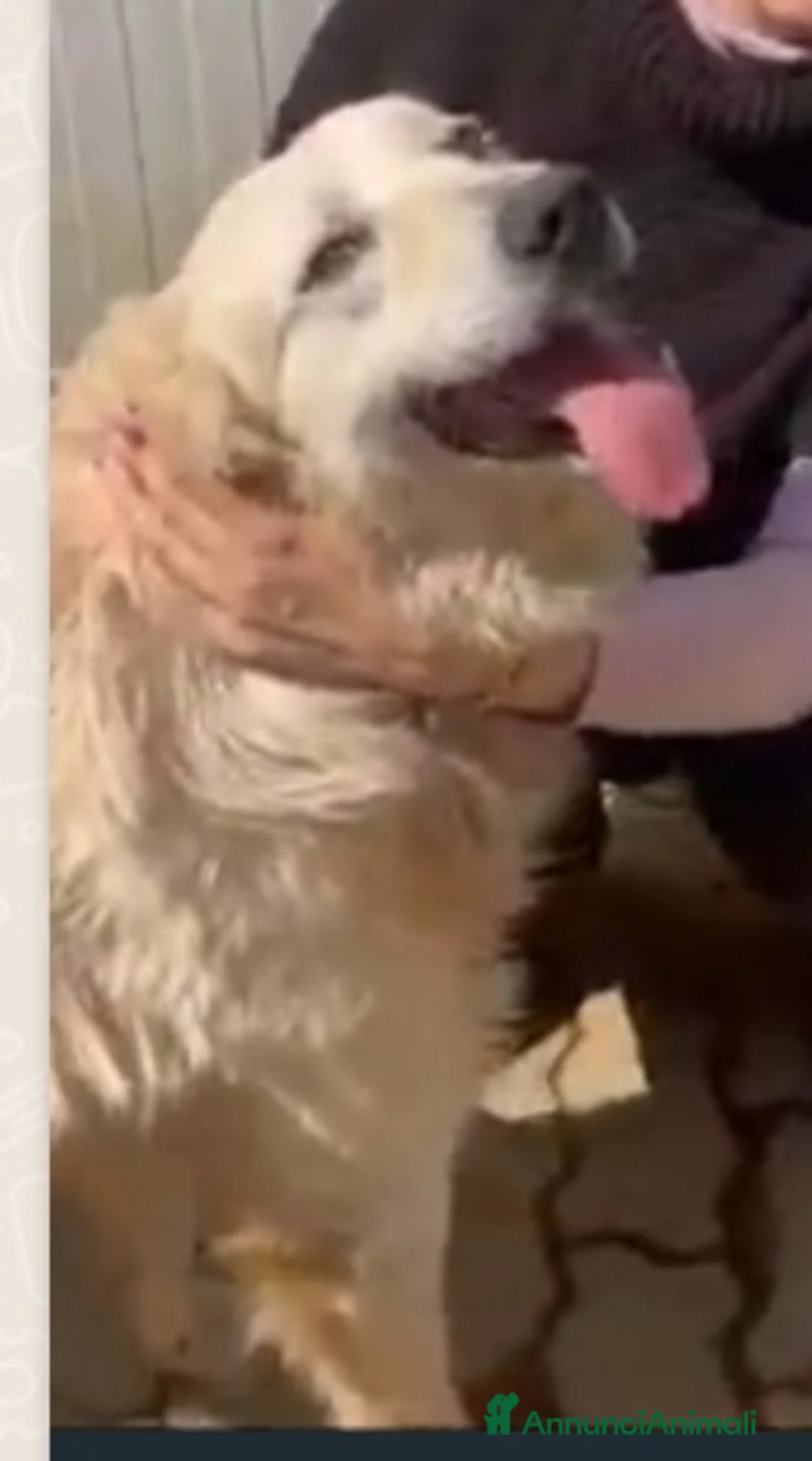 Meticcio cani in regalo: Mix Golden senza orecchie nessuno lo vuole!CALABRI a Città Metropolitana di Milano - Annuncio 1