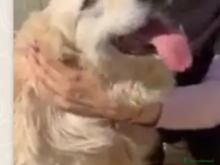 Meticcio cani Mix Golden senza orecchie nessuno lo vuole!CALABRI a Città Metropolitana di Milano - Annuncio 9