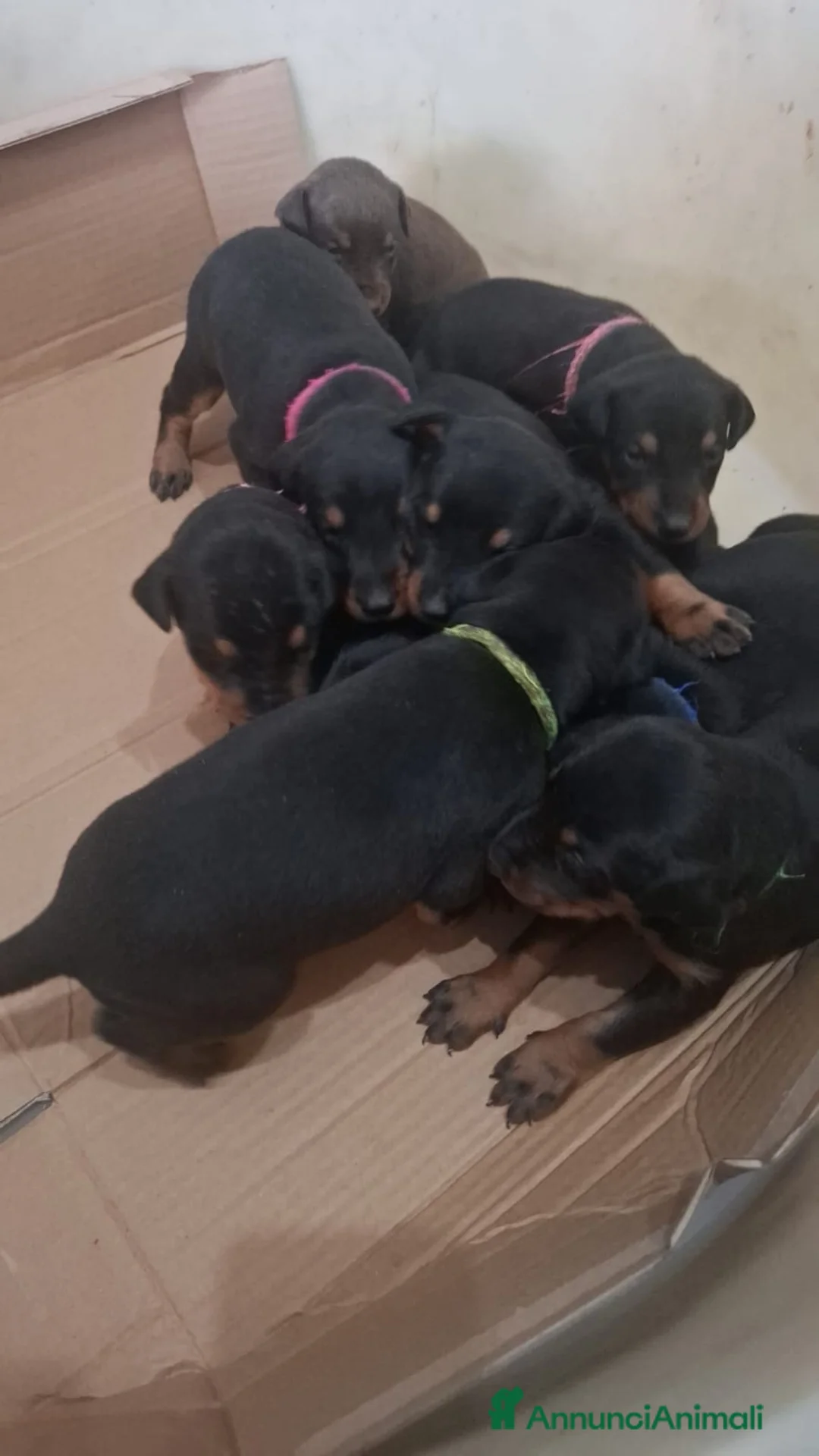 Dobermann cani in vendita: Cuccioli di dobermann  - Annuncio 10