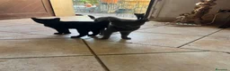 Altre razze gatti in regalo:  gattino nero cerca casa 🖤 - Annuncio 7