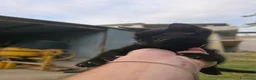 Meticcio gatti in regalo: Regalo dolcissimi gattini nero velluto a Provincia di Chieti - Annuncio 4