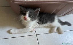 Maine Coon gatti in vendita: Cuccioli di Maine Coon a Città Metropolitana di Torino - Immagine 2