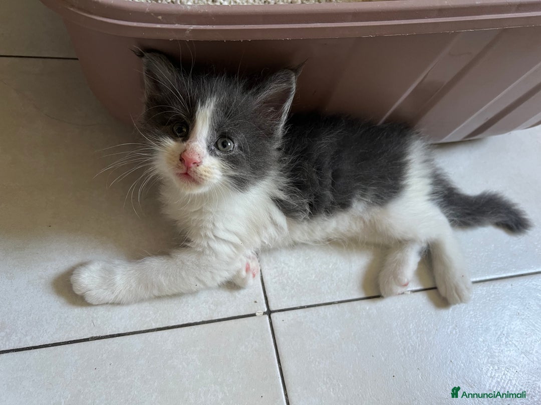 Maine Coon gatti in vendita: Cuccioli di Maine Coon a Città Metropolitana di Torino - Immagine 2