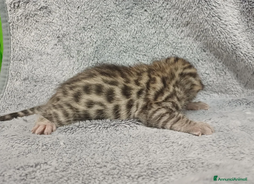 Bengala gatti in vendita: Gatto del bengala  - Annuncio 4