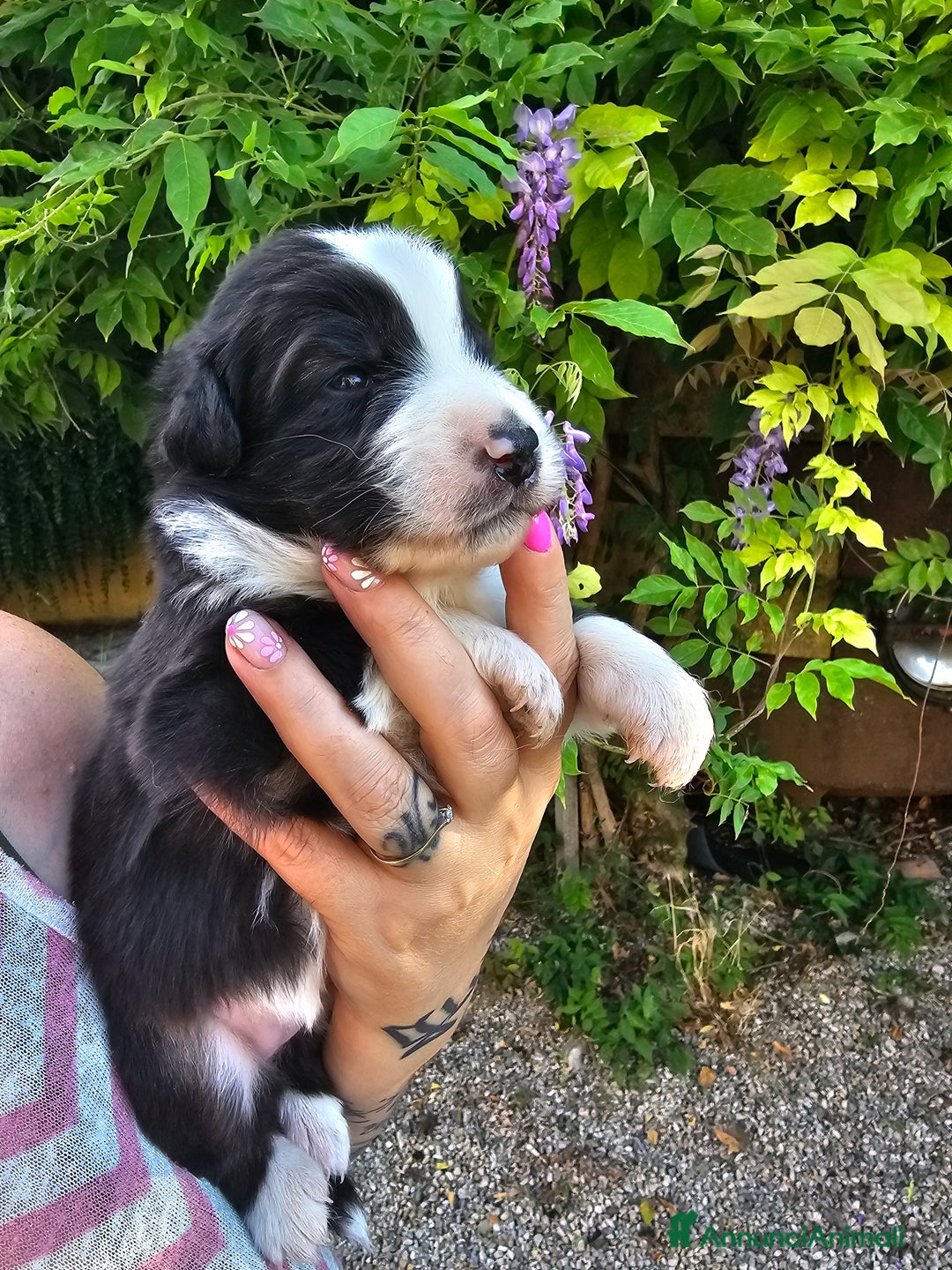 Australian Shepherd cani in vendita: Cuccioli di pastore australiano disponibili  a Provincia di Asti - Immagine 7