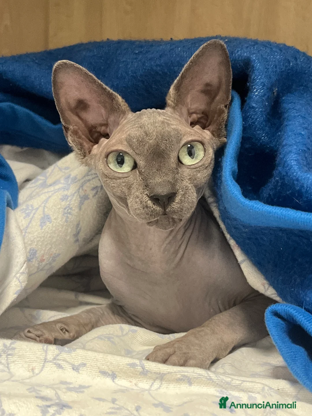 Sphynx gatti in vendita: Gattina Sphynx con pedigree cerca casa - Annuncio 4