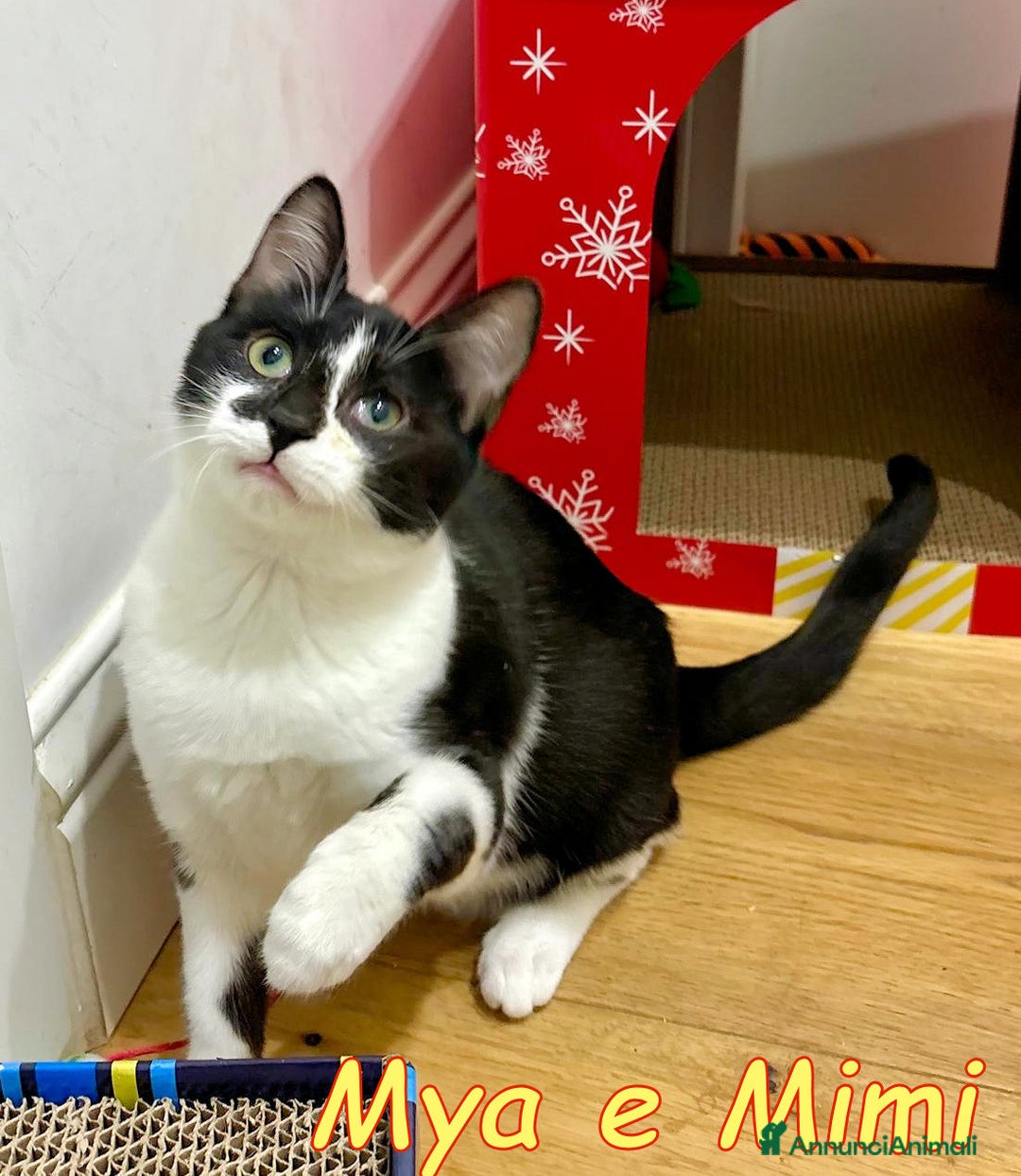 Europeo gatti in regalo: MYA E MIMI URGENTE CERCANO CASA - Annuncio 7