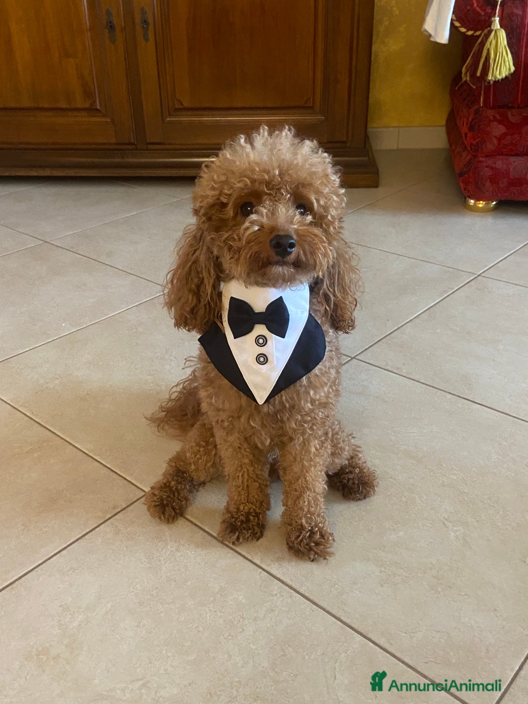 Barboncino cani per accoppiamento: Barboncino per monta  - Annuncio 3