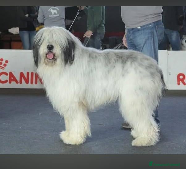 Altre razze cani Romanian Mioritic shepherd dog  - Annuncio 17