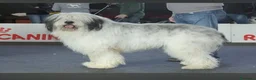 Altre razze cani in vendita: Romanian Mioritic shepherd dog  - Annuncio 1