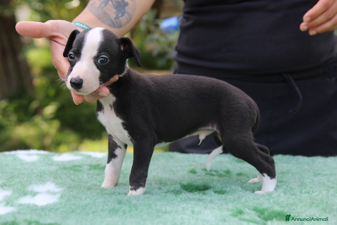 Whippet cani in vendita: Whippet  a Province of Como - Immagine 4