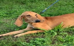 Segugio cani in regalo: Segugio Italiano 18mesi presto in canile.ROVIGO - Immagine 1