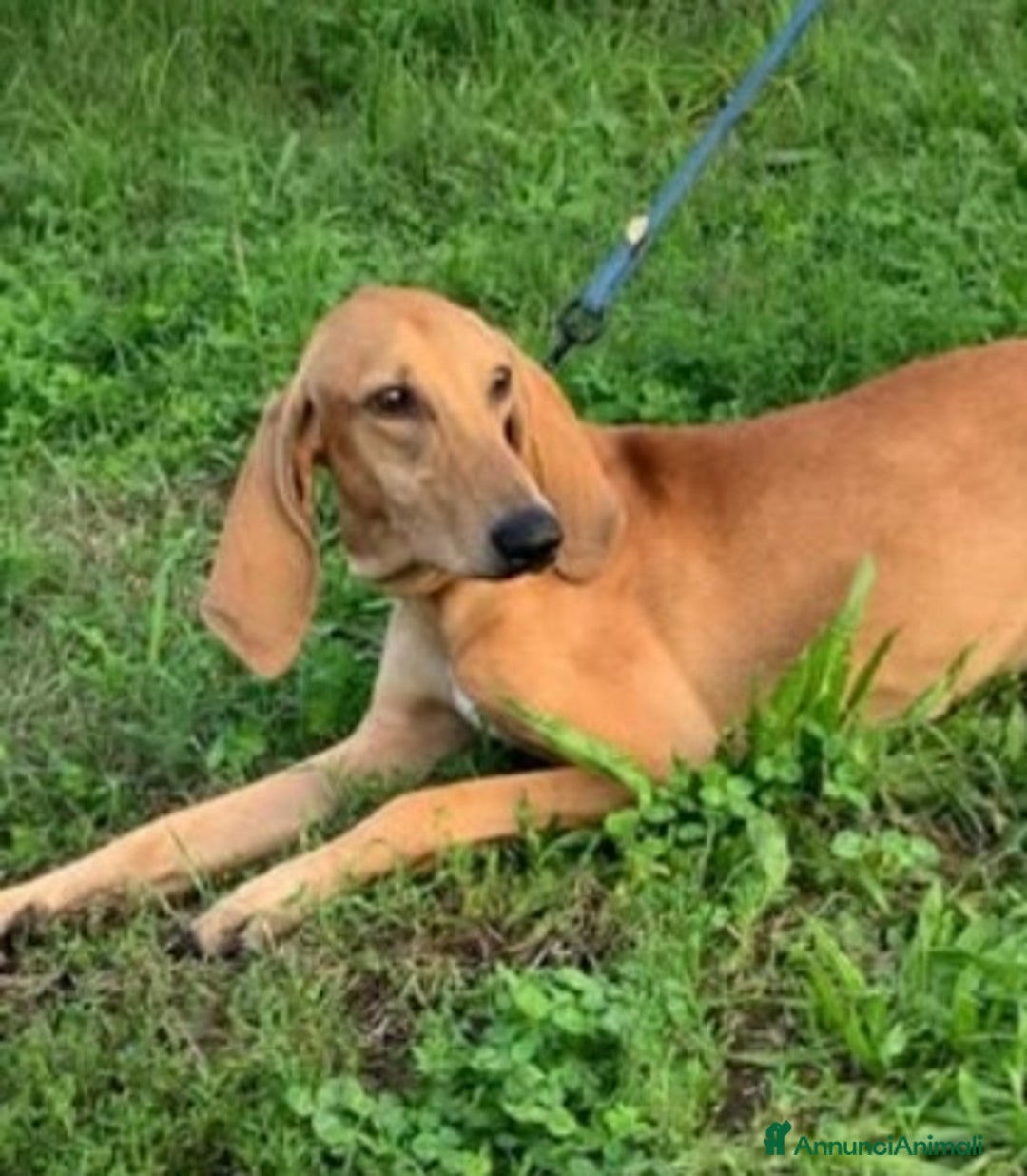 Segugio cani in regalo: Segugio Italiano 18mesi presto in canile.ROVIGO - Annuncio 1