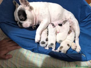 Bulldog Francese cani Bulldog francese - Annuncio 4