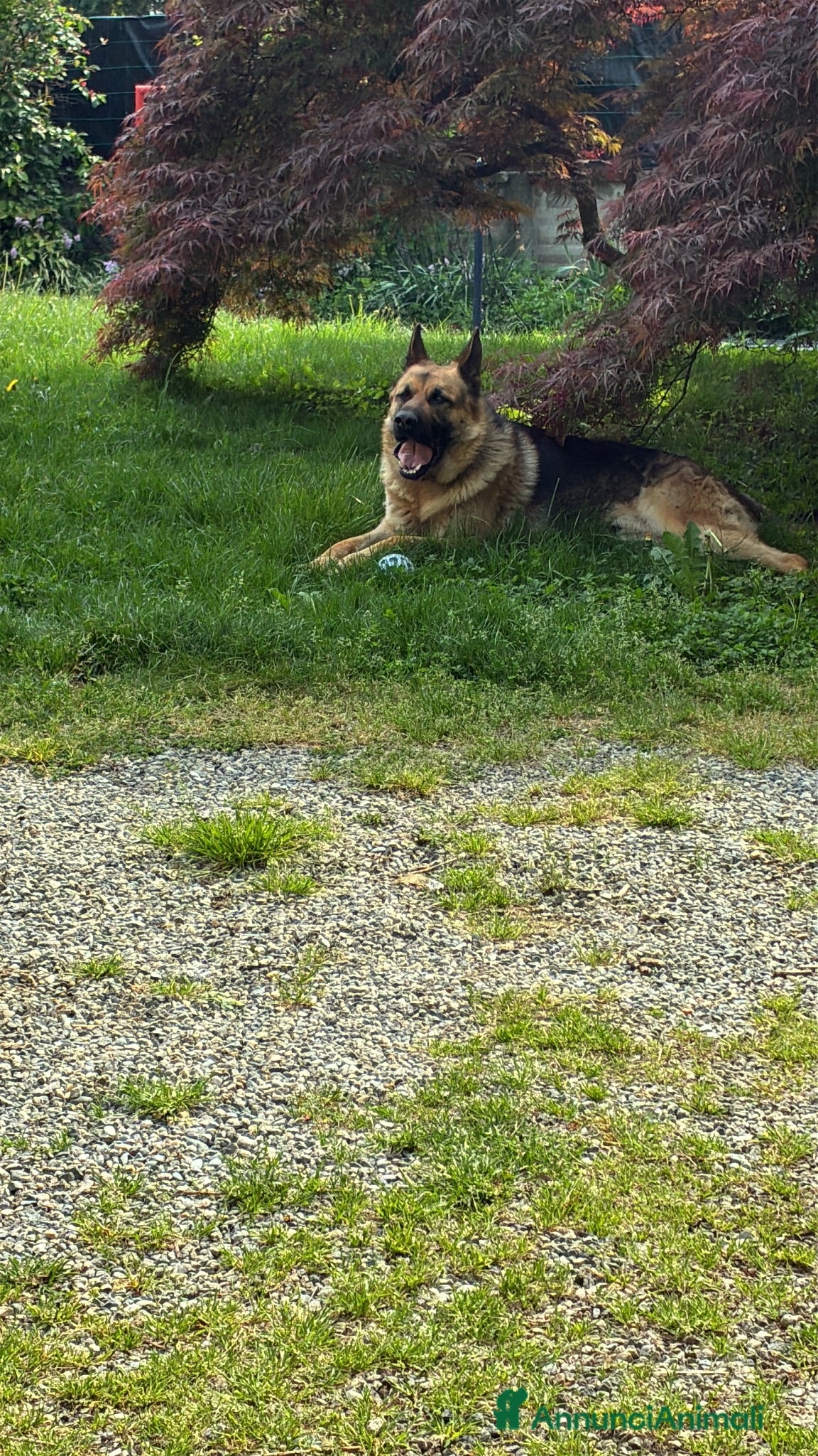 Pastore Tedesco cani Regalo pastore tedesco  - Annuncio 4