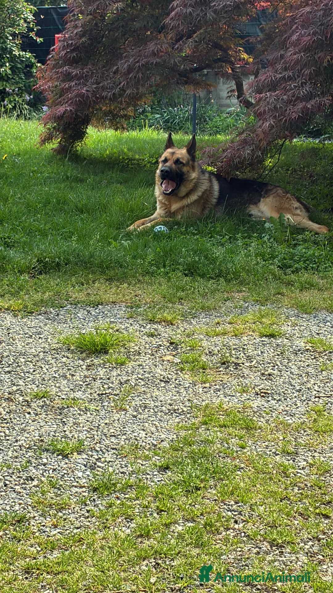Pastore Tedesco cani in regalo: Regalo pastore tedesco  a Provincia di Vercelli - Annuncio 1