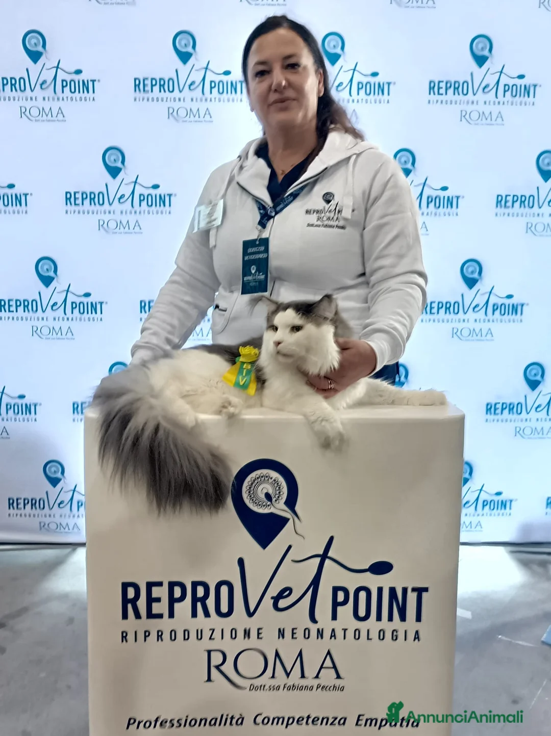 Maine Coon gatti in vendita: Cucciola maine coon a Città metropolitana di Roma Capitale - Annuncio 2